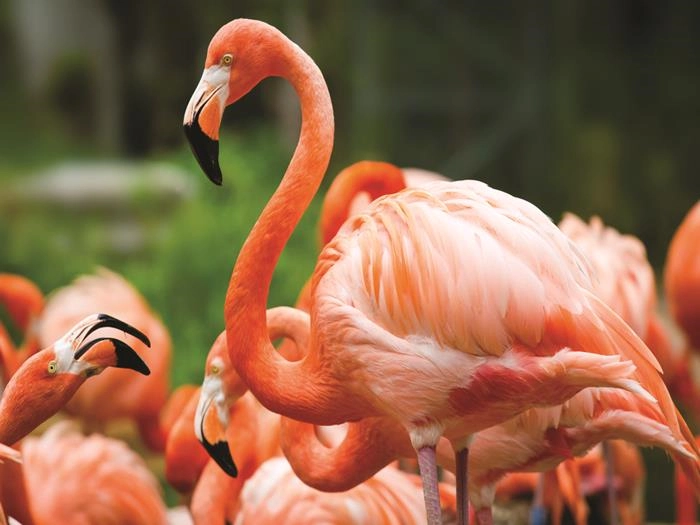 Flamingo Land Resort